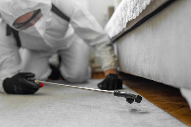 Professional Bed Bug Control technician working in Sagadahoc County County, ME